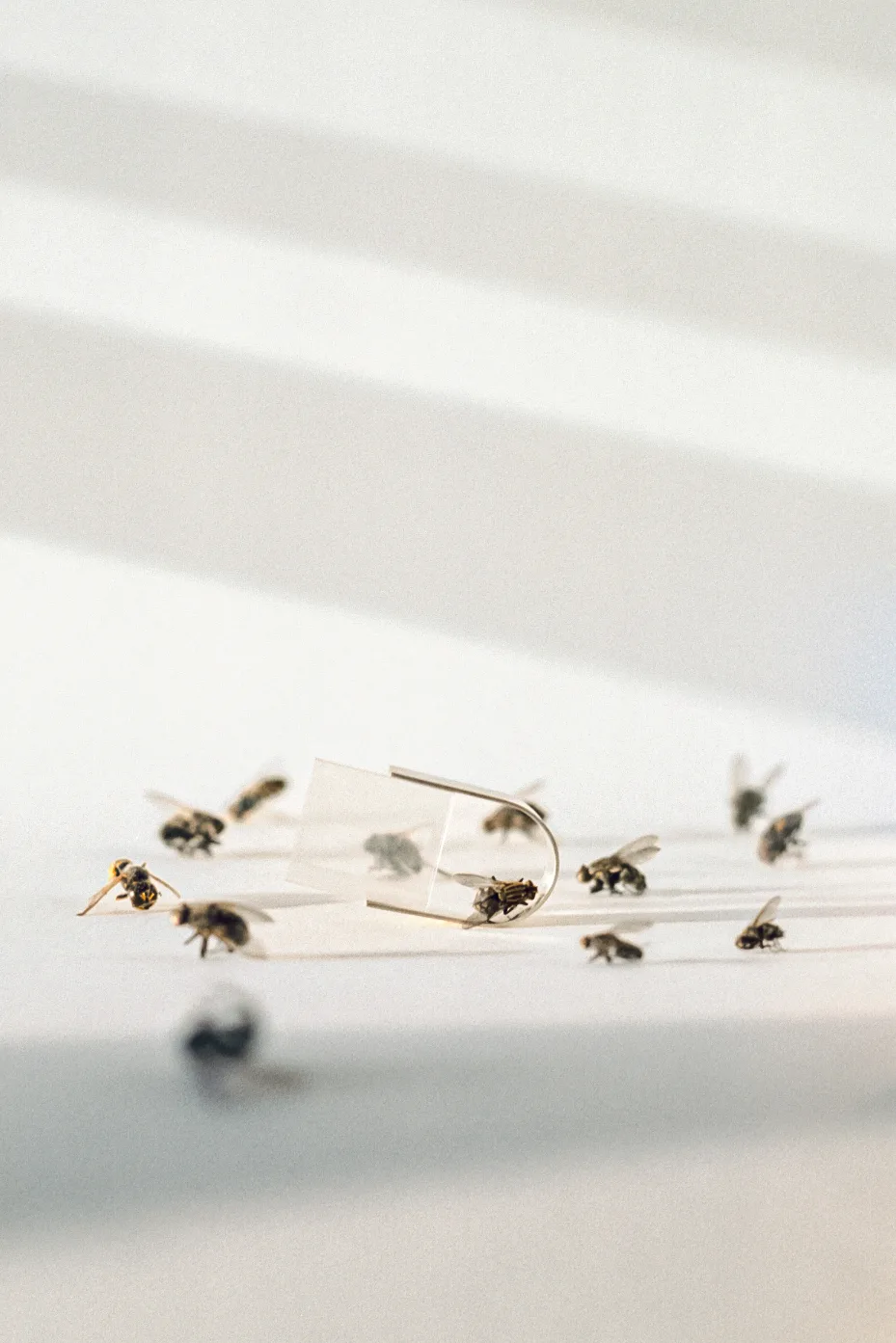 Sterling silver and translucent Mylar ring surrounded by dead flies